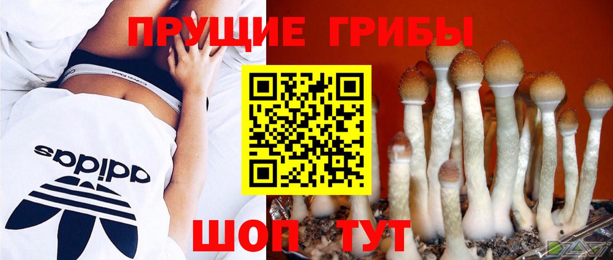 Кингисепп  Галлюциногенные грибы мухоморы  что такое   Вход с VPN  Псилоцибиновые грибы Psilocybe 